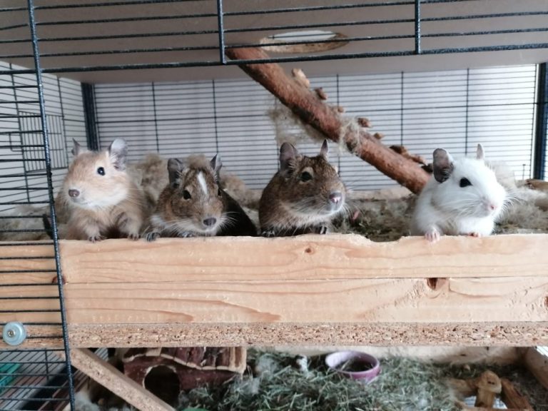 Die Degus warten spalierstehend auf ihr Futter